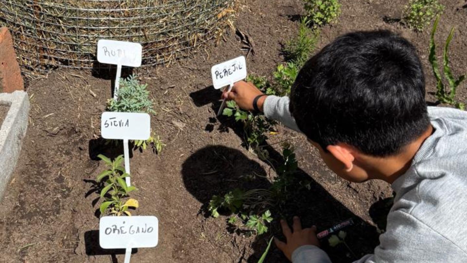 Imagen de Huertas urbanas para la soberanía alimentaria